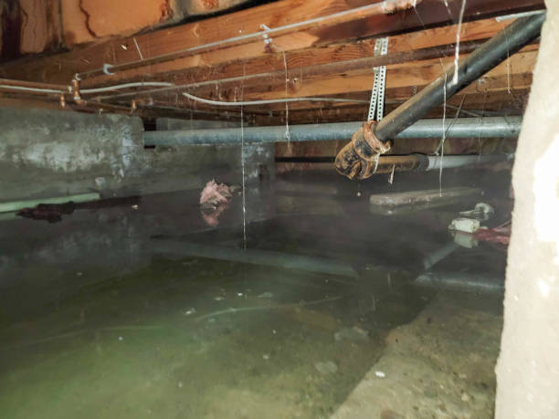 Best Basement water damage restoration  in Wayne, MI